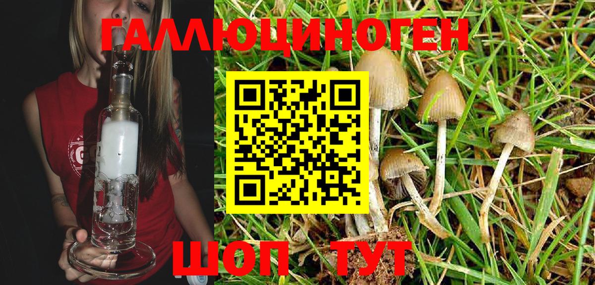 Унеча  Галлюциногенные грибы Psilocybine cubensis  Вход с VPN 